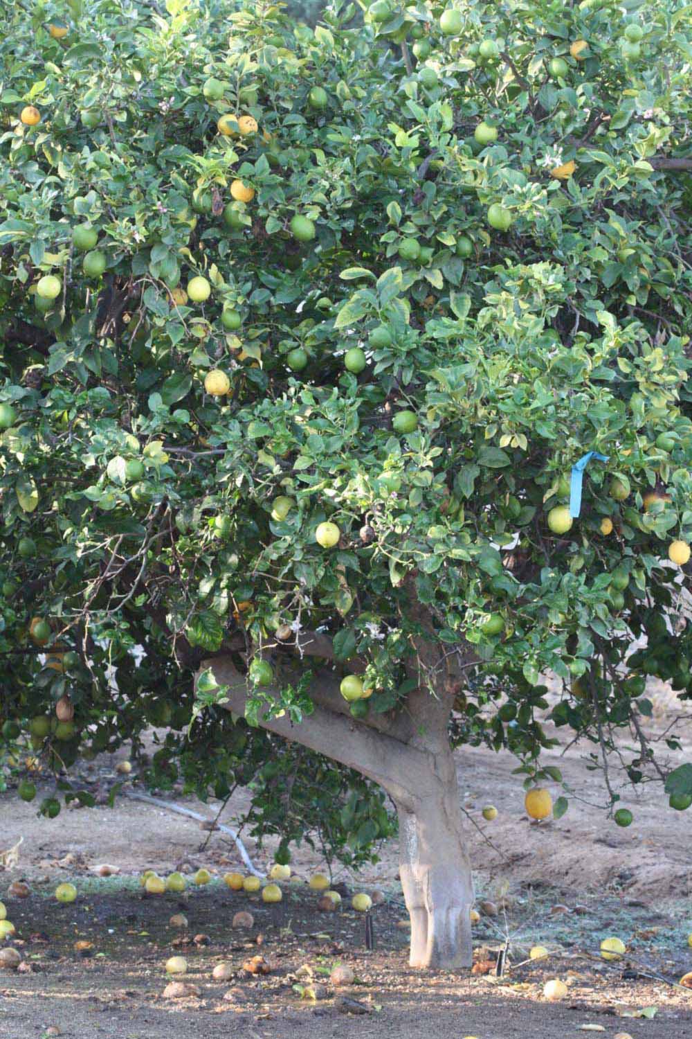            Habit (Riverside, CA)   